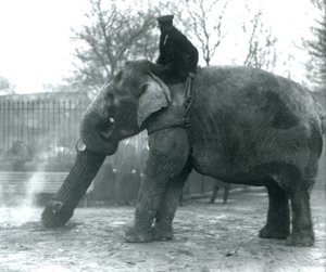 Éléphante asiatique femelle, Indiarani, déplaçant du bois avec sa trompe, tandis que son gardien est assis sur son dos pour la diriger, Zoo de Londres, 1925 - Frederick William Bond