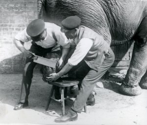 Éléphant Asiatique Femelle Sundermalah se faisant tailler les pieds par ses gardiens au Zoo de Londres, août 1926 - Frederick William Bond