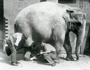 Éléphant Asiatique Femelle Sundermalah se faisant tailler les pieds par ses gardiens au Zoo de Londres, août 1926 - Frederick William Bond
