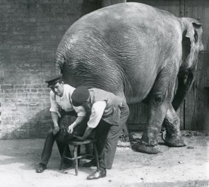 Éléphant Asiatique Femelle se faisant tailler les pieds par ses gardiens au Zoo de Londres, août 1926 - Frederick William Bond