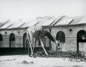 Girafe femelle, 