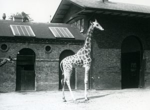 Girafe femelle, Maud, debout dans le paddock à l