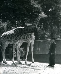 Girafes femelles Maud et Maggie, avec le gardien Ernie Professor Bowman, zoo de Londres, juillet 1924