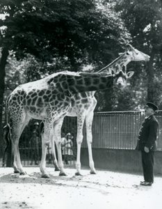Girafes femelles Maud et Maggie, avec le gardien Ernie Professor Bowman, zoo de Londres, juillet 1924