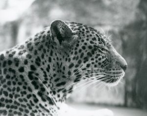 Léopard femelle Daisy au Zoo de Londres en août 1925 - Frederick William Bond