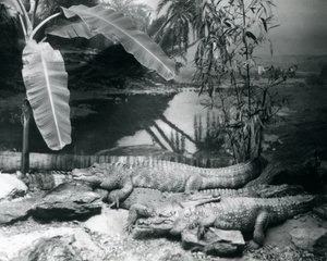 Quatre alligators, dans un cadre panoramique avec un bananier, au zoo de Londres en 1929