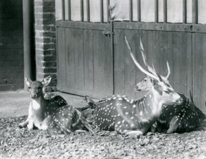 Quatre cerfs axis dont un mâle avec des bois, au Zoo de Londres en 1924 - Frederick William Bond