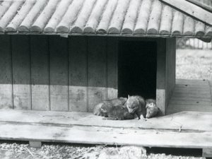 Quatre chiots de coyote reposant à l