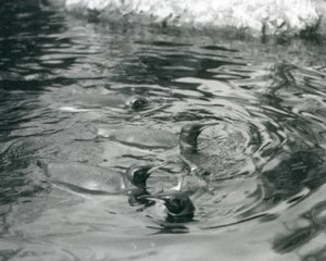 Quatre manchots royaux nageant dans leur bassin au zoo de Londres - Frederick William Bond