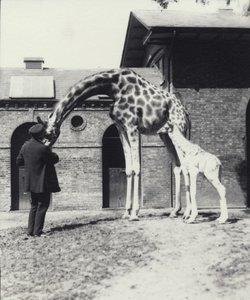 Girafe avec un bébé de 3 jours et gardien au zoo de Londres, 1914