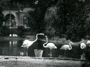 Flamants roses sur leur lac au Zoo de Londres en 1924