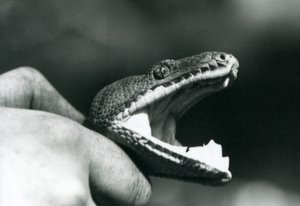 Tête d