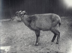 Goral de l