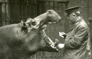 Hippopotame Bobbie avec le gardien Ernie Bowman, Zoo de Londres, 1927
