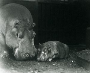 Hippopotame Joan avec son veau mâle Jimmy au Zoo de Londres en mars 1927