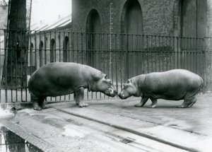 Les hippopotames Bobbie et Joan sont présentés au zoo de Londres