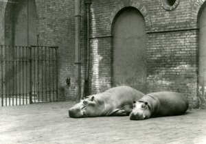 Hippopotames Bobbie et Joan au Zoo de Londres, juillet 1923 - Frederick William Bond