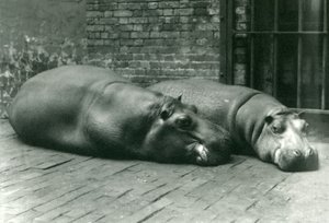Hippopotames Bobbie et Joan allongés dans leur enclos au zoo de Londres, juillet 1923 - Frederick William Bond