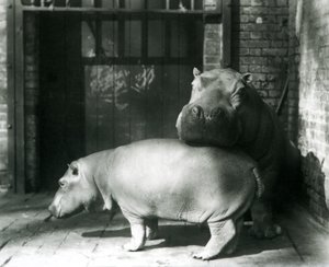 Hippopotames Joan et Jimmy au zoo de Londres en 1927