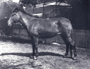 Zèbre hybride au Zoo de Londres, juillet 1916 - Frederick William Bond