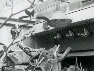 Iguanes, se prélassant sur des branches, profitant de la lumière artificielle dans leur enclos, Zoo de Londres, août 1928