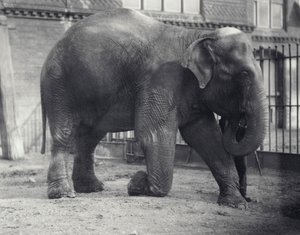 Éléphant indien, Assam Lukhi, agenouillé avec son gardien au zoo de Londres, avril 1914 - Frederick William Bond