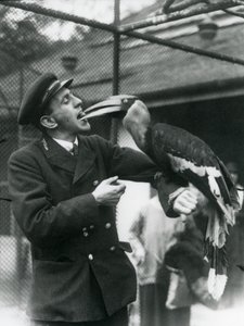 Gardien, T. Raggett nourrissant un grand calao indien avec un fruit tenu dans sa bouche. Zoo de Londres 1924 - Frederick William Bond