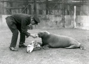 Gardien, Arthur Chandler, nourrissant un jeune morse avec du poisson, Zoo de Londres, 1924 - Frederick William Bond
