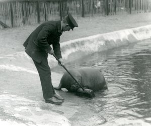 Le gardien Arthur Chandler balaie la piscine des morses, Zoo de Londres, 1924