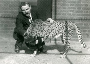 Le gardien Charles Dixon avec un guépard joueur au zoo de Londres, octobre 1922