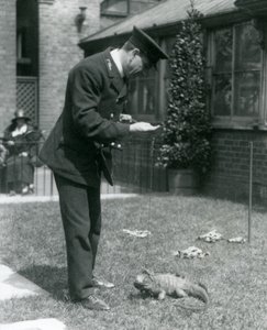Gardien Collins sur une pelouse au zoo de Londres avec un iguane des rochers nuageux en laisse, zoo de Londres, 1924
