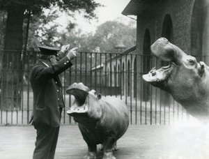 Le gardien Ernie Bowman avec les hippopotames Bobbie et Joan au Zoo de Londres, juillet 1923