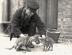Gardien, H. Warwick, avec un tigreau et un pécari, pris au zoo de Londres, mai 1914