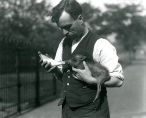 Le gardien Harry Warwick nourrit au biberon un bébé phacochère au zoo de Londres, en août 1922