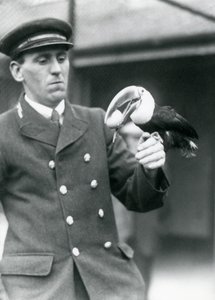 Gardien, Thomas Raggett, tenant un toucan à bec rouge avec un œuf dans la bouche au zoo de Londres en 1924 - Frederick William Bond