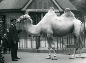 Gardien W. Styles, avec un chameau de Bactriane, devant la maison des lamas au zoo de Londres, juillet 1914 - Frederick William Bond