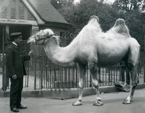 Gardien W. Styles, avec un chameau de Bactriane, devant la maison des lamas au zoo de Londres, juillet 1914