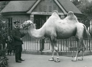 Gardien W. Styles, avec un chameau de Bactriane, devant la maison des lamas au zoo de Londres, juillet 1914