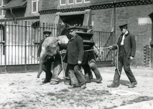 Les gardiens Jack Milbourne, H Robertson et Thomas entraînent un jeune éléphant asiatique, zoo de Londres, mai 1922 - Frederick William Bond