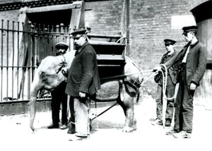 Les gardiens Jack Milbourne, H Robertson et Thomas entraînent un jeune éléphant asiatique, zoo de Londres, mai 1922