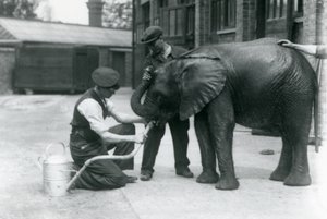 Les gardiens aident le jeune éléphant africain mâle Kiberenge à boire d