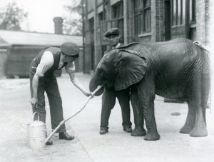 Les gardiens aident le jeune éléphant mâle africain Kiberenge à boire d