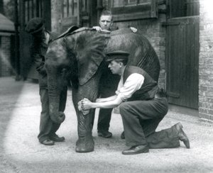 Gardiens huilant la peau du jeune éléphant africain mâle Kiberenge, zoo de Londres, juillet 1924