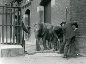 Gardiens avec un jeune éléphant africain mâle Kiberenge, Zoo de Londres, 1924 - Frederick William Bond
