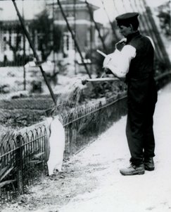 Manchot royal, arrosé par le gardien Harry Munro, avec un arrosoir au zoo de Londres en mai 1914. Munro a été tué pendant la Première Guerre mondiale, ayant servi dans l