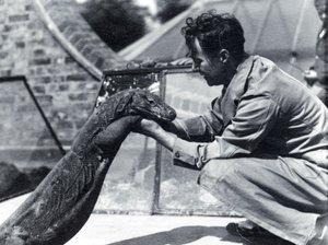 Dragon de Komodo Sumbawa avec le gardien H. Alec Budd, 1928