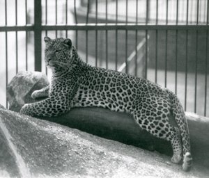 Léopard Rex allongé sur une bûche dans son enclos au Zoo de Londres en juillet 1925 - Frederick William Bond