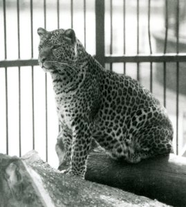 Léopard Rex assis sur une bûche dans son enclos au Zoo de Londres en juin 1925 - Frederick William Bond