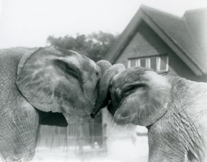 Éléphant d