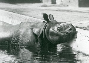 Rhinocéros indien mâle Felix profitant d